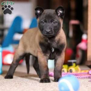 Dixie, Belgian Malinois Puppy